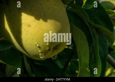 Wasser tropft in gelben Apfel Stockfoto