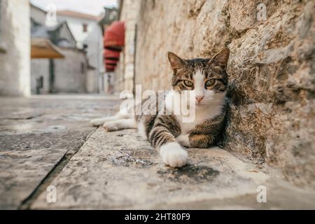 Nette streunende Katze, die sich auf einem Bürgersteig in der Altstadt von Kotor, Montenegro, entspannt Stockfoto