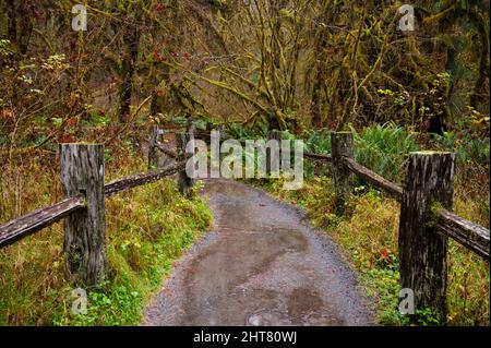 Wanderweg im Hoh Rainforest Stockfoto