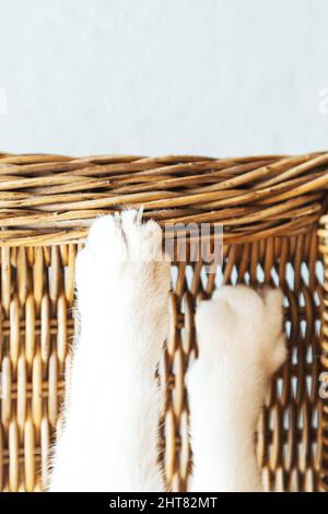 Katzenpfoten aus der Nähe. Die Katze schärft ihre Krallen auf Korbmöbeln. Selektiver Fokus Stockfoto