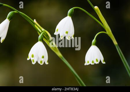 Schneeglöckchen mit langem Stamm in einem privaten Garten auf dem Land. Stockfoto