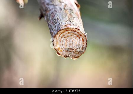 Aus einem frisch geschnittenen Ast sickert auf einem umgestürzten Baum am Basingstoke Canal in der Nähe von Pirbright in Surrey Saft Stockfoto