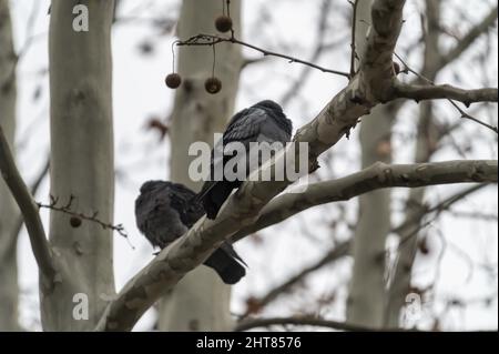 Nahaufnahme eines Taubenpaares, das am frühen Morgen auf einer Pflanze ruht Stockfoto