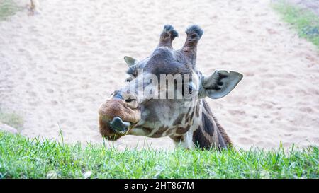 Nahaufnahme einer schönen Giraffe, die Gras frisst Stockfoto