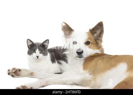 Reinrassige Border Collie Hund und eine grau-weiße Katze zusammen auf einem weißen Hintergrund Stockfoto