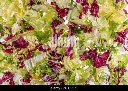 Gemischter Salat-Hintergrund, Blattsalat, Frisee, Lammsalat und Radicchio in der Draufsicht, Bannerstruktur Stockfoto
