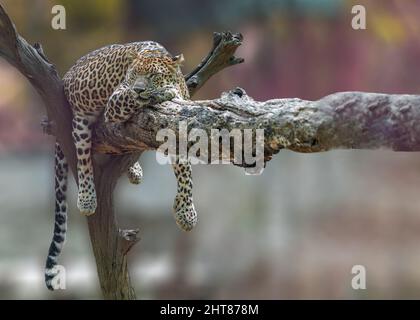 Aufnahme eines Leoparden mit flachem Fokus, der auf einem Baum in hellem Sonnenlicht auf unscharfem Hintergrund schläft Stockfoto