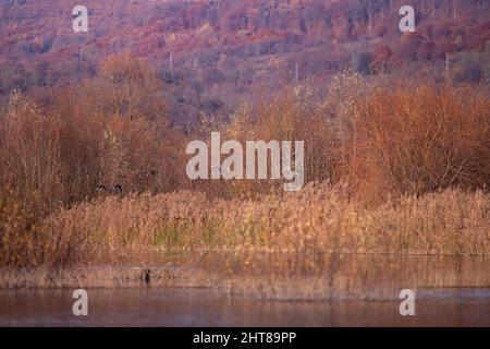 Landschaft mit einem riesigen See mit Schilf und Rush, felsigen Bergen und hohen Wäldern am Horizont Stockfoto