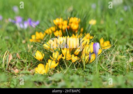 Ein Strauß gelber Krokusblüten blüht im frühen Frühjahr Stockfoto