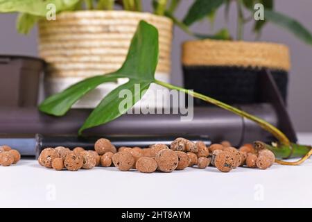 Blähton-Pellets, ein Werkzeug, um Zimmerpflanzen in passiven Hydroponiksystemen ohne Boden zu halten Stockfoto