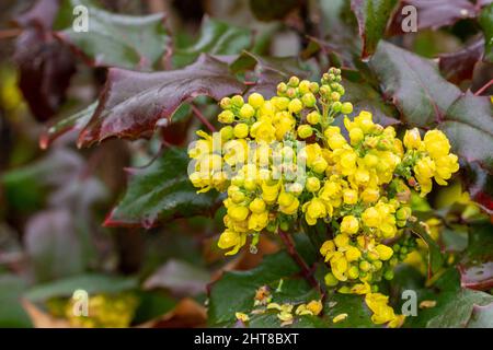 Berberin oder chinesische Berberbeere (Berberis sp.), Strauch mit kleinen gelben Blüten, bedeckt mit Regentropfen Stockfoto