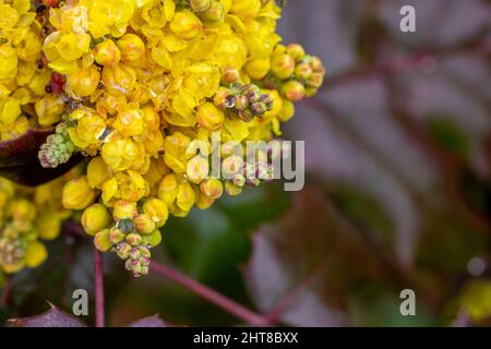 Berberin oder chinesische Berberbeere (Berberis sp.), Strauch mit kleinen gelben Blüten, bedeckt mit Regentropfen Stockfoto