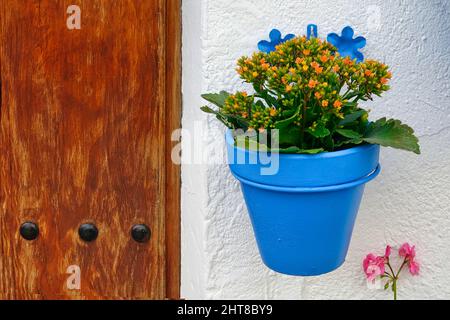 Orangefarbene Blüten in einem blauen Topf neben einer Holztür Stockfoto