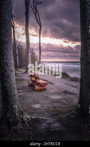 Gespensterwald in Nienhagen Ostseewald am Ufer Stockfoto