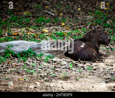 Nahaufnahme Porträt von Capybara (Hydrochoerus hydrochaeris), die am Flussufer der Pampas del Yacuma, Bolivien, ruht. Stockfoto