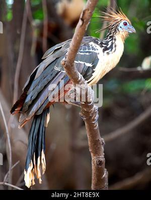 Nahaufnahme eines bizarr aussehenden bunten Hoatzin (Opisthocomus hoazin), der auf einem Zweig in der Pampas del Yacuma, Bolivien, sitzt. Stockfoto