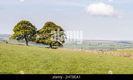 Die Sonne scheint auf Bäumen und Feldern in der hügeligen Landschaft des englischen Peak District. Stockfoto