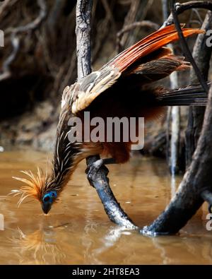 Nahaufnahme Porträt von bizarr aussehenden bunten Hoatzin (Opisthocomus hoazin) Fütterung auf Wasser aus Zweig in der Pampas del Yacuma, Bolivien. Stockfoto