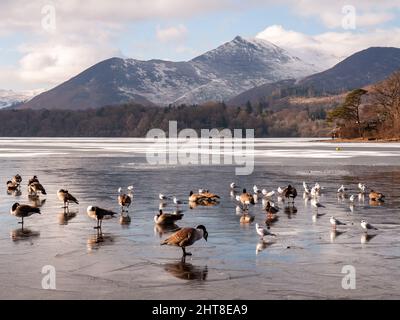 Gänse, Enten und Möwen wandern im Winter in England auf dem Eis eines gefrorenen Derwentwassers, mit den schneebedeckten Bergen der Derwentfells dahinter Stockfoto