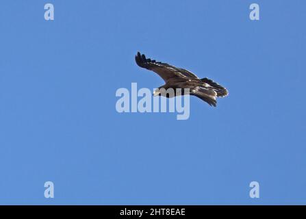 Großfleckiger Adler (Clanga Clanga) unreif im Flug Oman Dezember Stockfoto