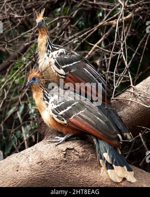 Nahaufnahme eines Porträts von zwei bizarr aussehenden bunten Hoatzins (Opisthocomus hoazin), die auf einem Ast in der Pampas del Yacuma, Bolivien, sitzen. Stockfoto