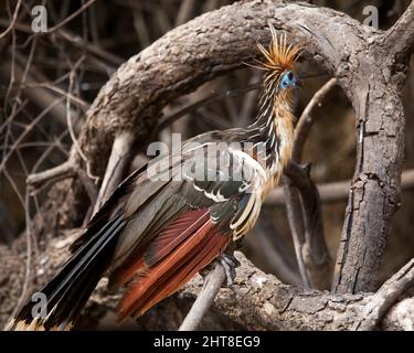 Nahaufnahme eines bizarr aussehenden bunten Hoatzin (Opisthocomus hoazin), der auf einem Zweig in der Pampas del Yacuma, Bolivien, sitzt. Stockfoto