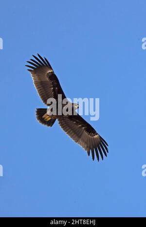 Großfleckiger Adler (Clanga Clanga) unreif im Flug Oman Dezember Stockfoto