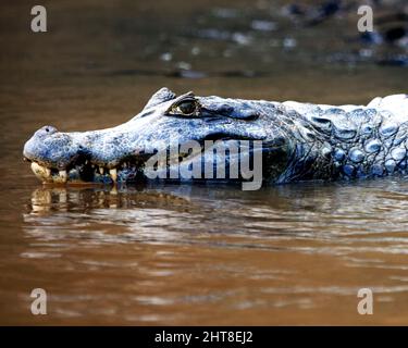 Nahaufnahme auf dem Porträt des Schwarzen Caiman (Melanosuchus niger), der im Wasser schwimmt, mit geöffneten Kiefern und Zähnen in der Pampas del Yacuma, Bolivien. Stockfoto