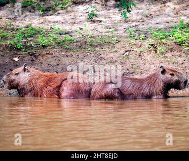 Nahaufnahme von zwei Capybara (Hydrochoerus hydrochaeris), die sich in den Pampas del Yacuma, Bolivien, Rücken an Rücken lehnen. Stockfoto
