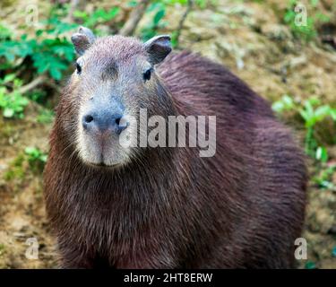 Nahaufnahme Porträt von Capybara (Hydrochoerus hydrochaeris) mit direktem Blick in die Kamera am Flussufer der Pampas del Yacuma, Bolivien. Stockfoto