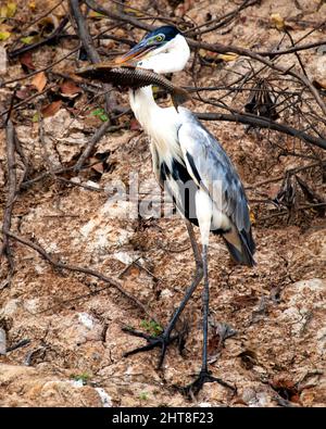 Nahaufnahme Porträt von Cocoi Heron (Ardea cocoi) bei der Jagd mit lebenden Fischen im Mund in der Pampas del Yacuma, Bolivien. Stockfoto