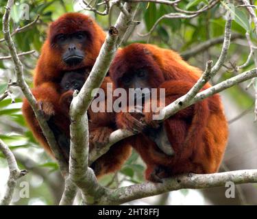 Nahaufnahme einer Familie bolivianischer roter Brüllaffen (Alouatta sara) mit Baby, die in Baumwipfeln in den Pampas del Yacuma, Bolivien, sitzen. Stockfoto