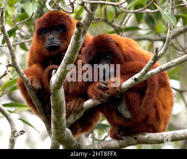 Nahaufnahme einer Familie bolivianischer roter Brüllaffen (Alouatta sara) mit Baby, die in Baumwipfeln in den Pampas del Yacuma, Bolivien, sitzen. Stockfoto