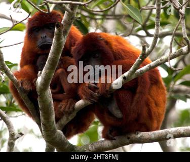 Nahaufnahme einer Familie bolivianischer roter Brüllaffen (Alouatta sara) mit Baby, die in Baumwipfeln in den Pampas del Yacuma, Bolivien, sitzen. Stockfoto