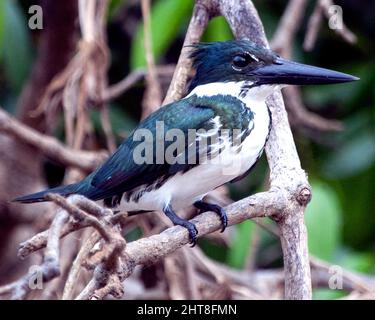 Nahaufnahme Porträt des grünen Amazonas-Eiskönigs (Chloroceryle amazona) auf dem Zweig Pampas del Yacuma, Bolivien. Stockfoto