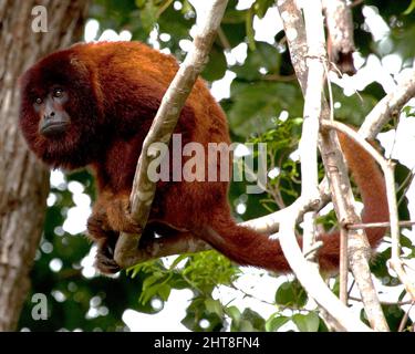 Nahaufnahme eines bolivianischen roten Brüllaffen (Alouatta sara), der in Baumwipfeln in der Pampas del Yacuma, Bolivien sitzt. Stockfoto