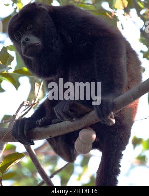 Nahaufnahme eines bolivianischen roten Brüllaffen (Alouatta sara), der in Baumkronen sitzt und große Kugeln in den Pampas del Yacuma, Bolivien, hängt. Stockfoto