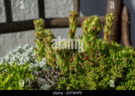 Sempervivum Cobweb Houmseleek wächst im Garten. Nahaufnahme. Makro. Stockfoto