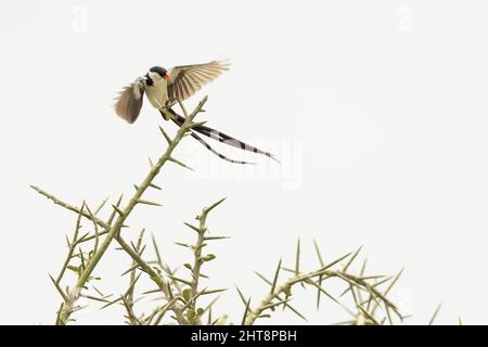 Eine Nadelschwanzwhydah (Vidua macroura) im Flug, die in einem Baum landet. Stockfoto