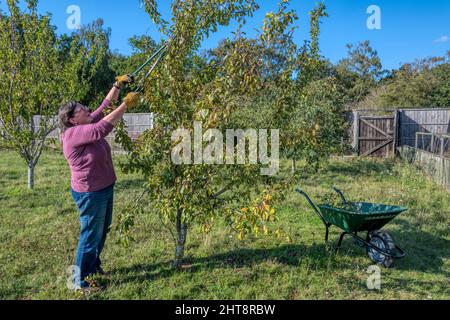 Frau, die Pflaumenbaum in ihrem Garten mit lang gehandelten Beschneidung Scheren schneiden. Stockfoto