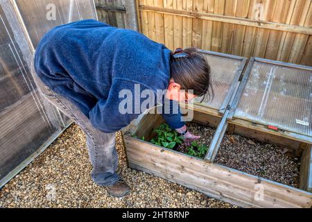 Frau, die junge Bohnenpflanzen, Vicia faba 'Bunyards Exhibition', in einen Coldframe legt, um sich vor der Pflanzung auszuhärten. Stockfoto