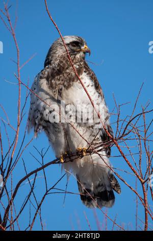 Falke mit rauen Beinen (leichte Phase) Stockfoto