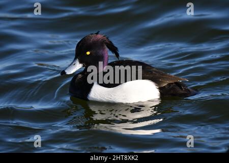 Eine getuftete Ente auf Wasser. Tierwelt auf den Stauseen von Tring, in der Nähe von Aston Clinton, Buckinghamshire, Großbritannien Stockfoto