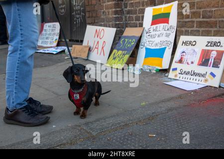 London, Großbritannien, 27.. Februar 2022 Ein Dackel vor Protesten Zeichen, als sich Menschen vor der russischen Botschaft in London versammelten, um gegen die jüngsten Angriffe Russlands auf die Ukraine zu protestieren. Stockfoto