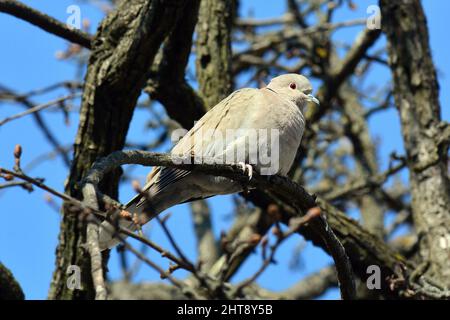 Eurasische Halstaube, Türkentaube, Streptopelia decaocto, balkáni gerle, Budapest, Ungarn, Magyarország, Europa Stockfoto