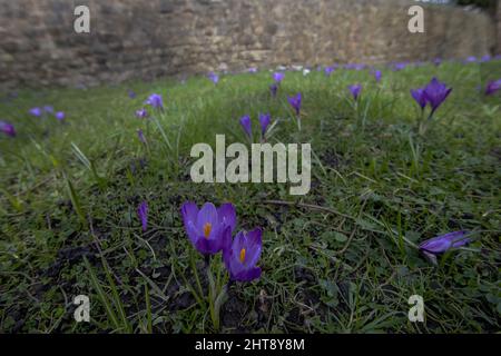 Woodland Crocus (Crocus tommasinianus) in Lancashire, Großbritannien Stockfoto