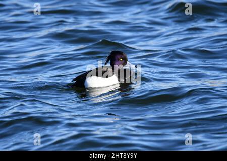 Eine getuftete Ente auf Wasser. Tierwelt auf den Stauseen von Tring, in der Nähe von Aston Clinton, Buckinghamshire, Großbritannien Stockfoto