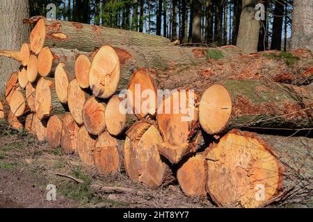 Waldbewirtschaftung mit den daraus resultierenden abgeholzten Kiefern (Pinus sylvestris), die zum Verkauf bereit sind Stockfoto