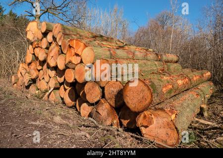 Waldbewirtschaftung mit den daraus resultierenden abgeholzten Kiefern (Pinus sylvestris), die zum Verkauf bereit sind Stockfoto