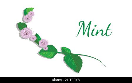 Vektor-Ikone einer Cartoon Minze Blatt, frische Pfefferminze isoliert Stock Vektor